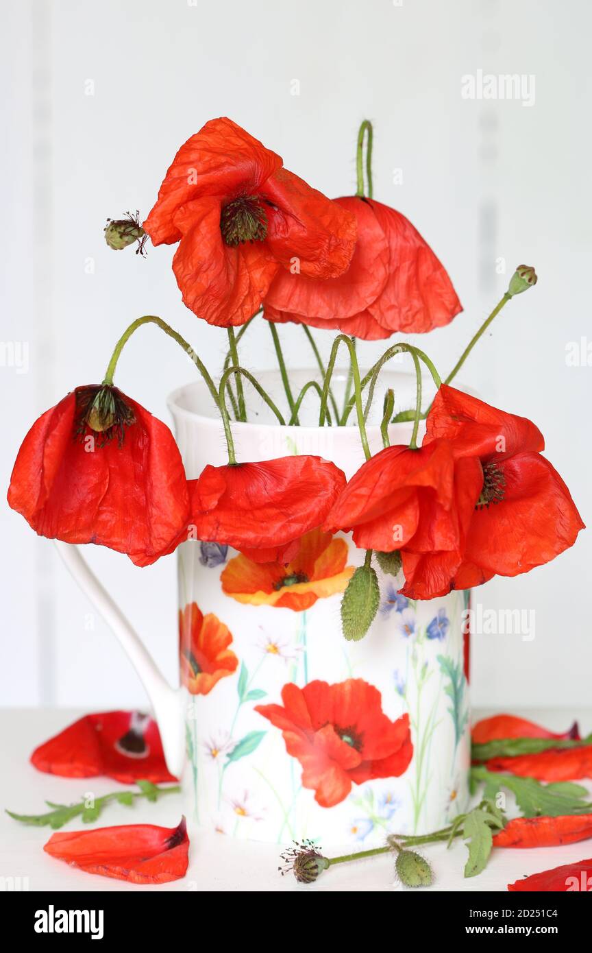 Poppy Bouquet High Resolution Stock Photography And Images Alamy Poppy Bouquet High Resolution Stock Photography And Images Alamy