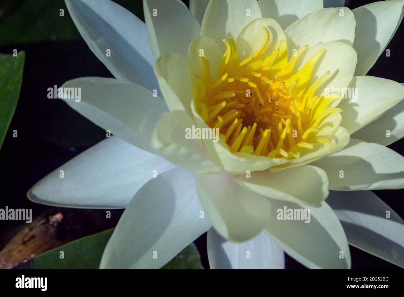Detail of a blossomed white lotus flower Stock Photo
