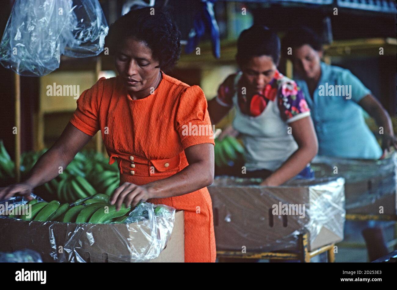 Packing bananas, Isletas banana plantation, Honduras, Central America