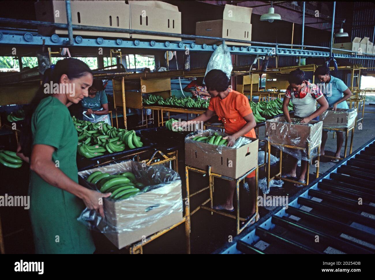 Packing bananas, Isletas banana plantation, Honduras, Central America