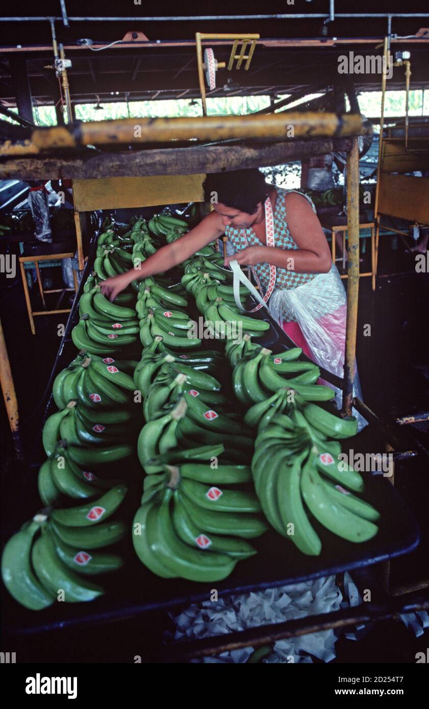 Packing bananas, Isletas banana plantation, Honduras, Central America