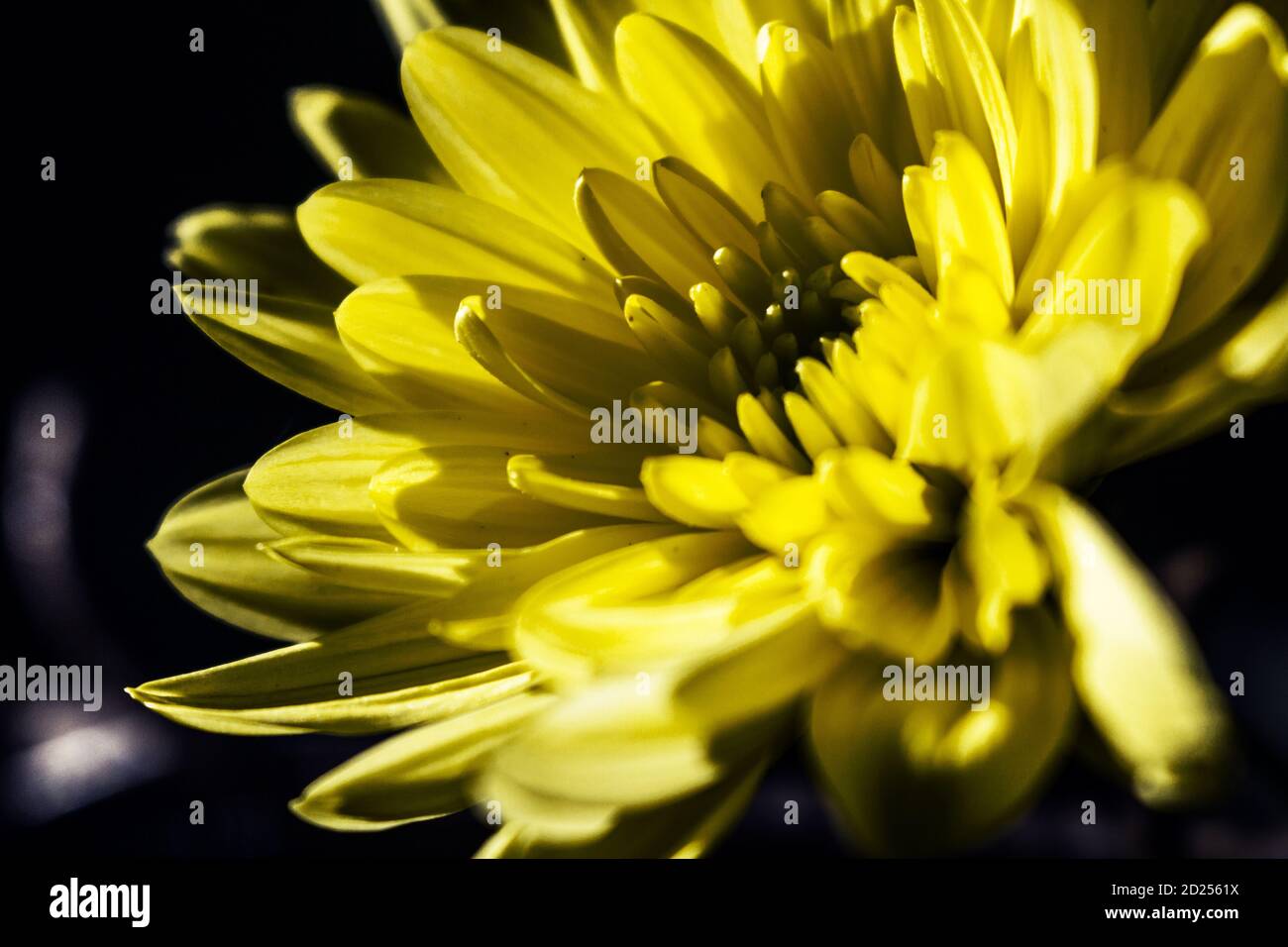 Yellow japanese chrysanthemum hi-res stock photography and images - Alamy