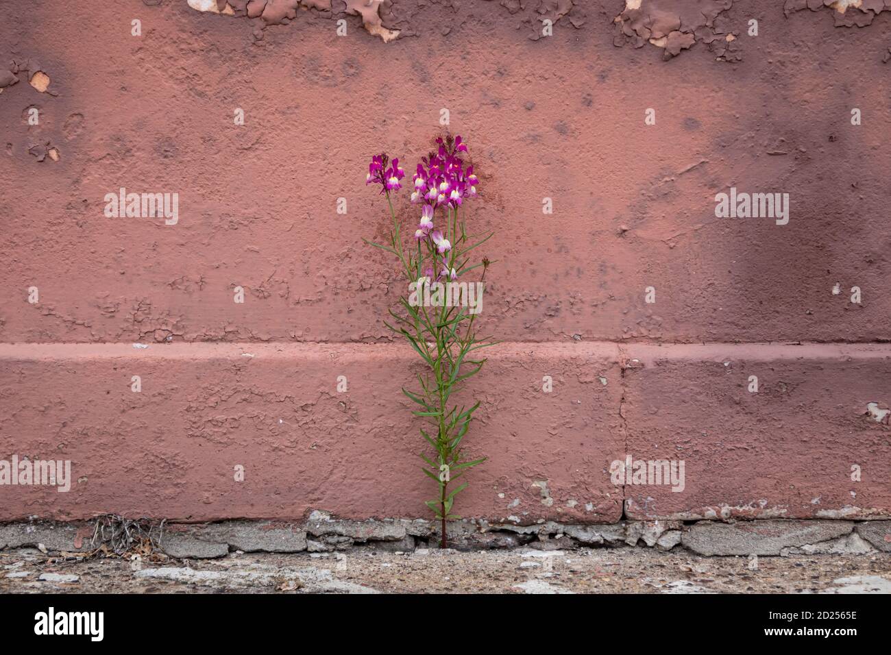 Small purple flower growing out of a crack in the sidewalk, against an old pink wall Stock Photo