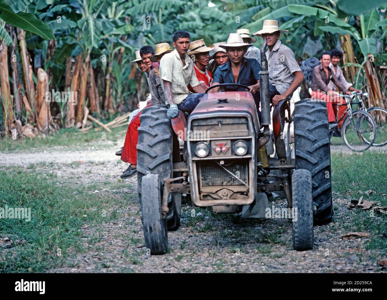 Isletas banana plantation workers, Honduras, Central America Stock