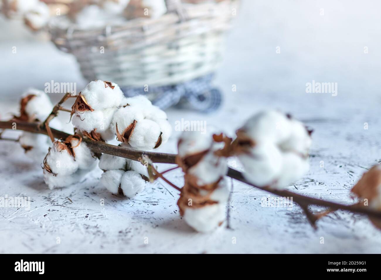 Branch of white pure cotton flowers. Plant lying near a wicker basket on a wooden table. Selective focus. Blurred background Stock Photo