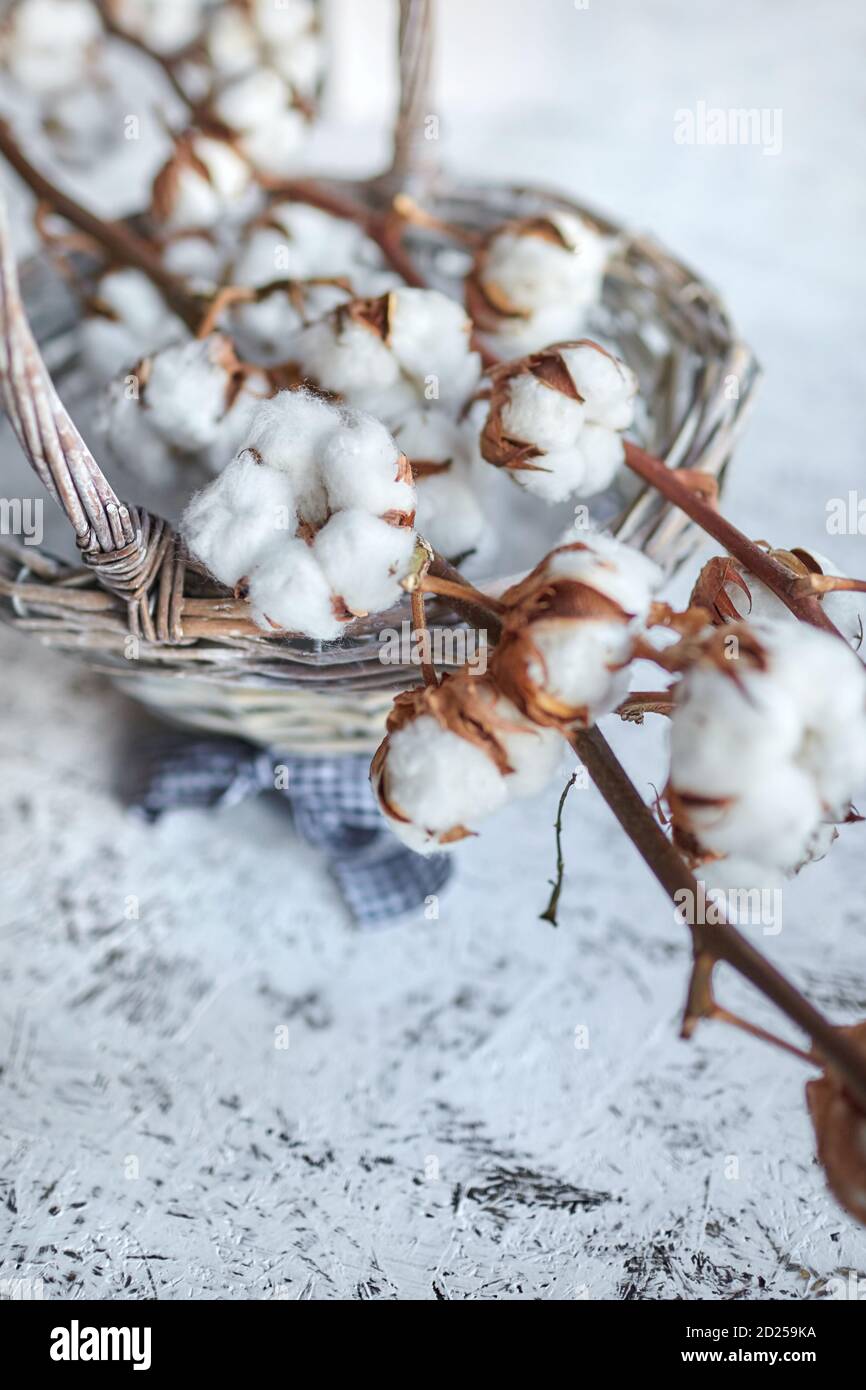 Branch of white soft cotton flowers lying on a wicker basket on a wooden table. Selective focus Stock Photo