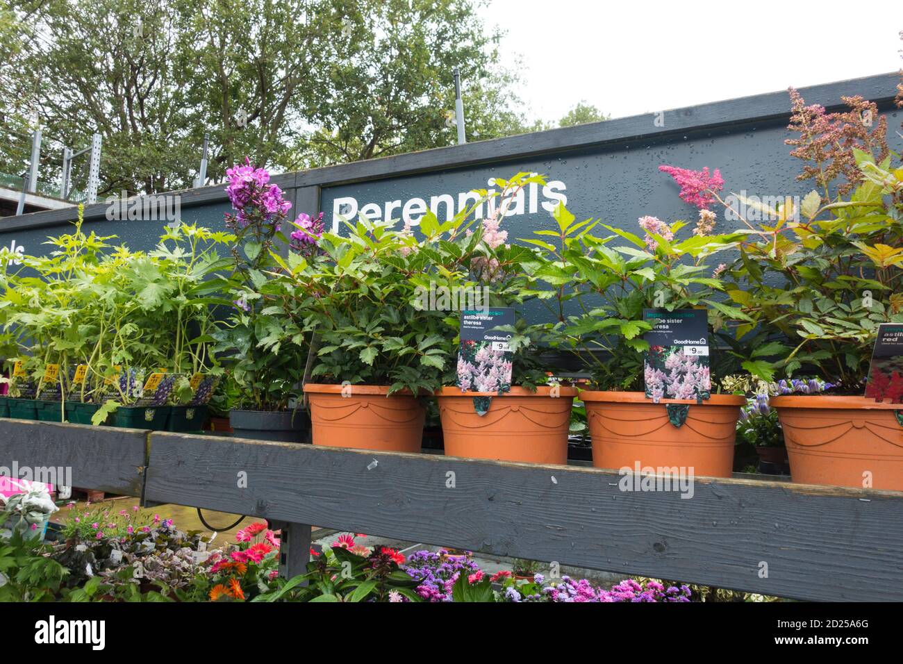 Perennial Plants for sale in a Garden Centre, UK Stock Photo Alamy