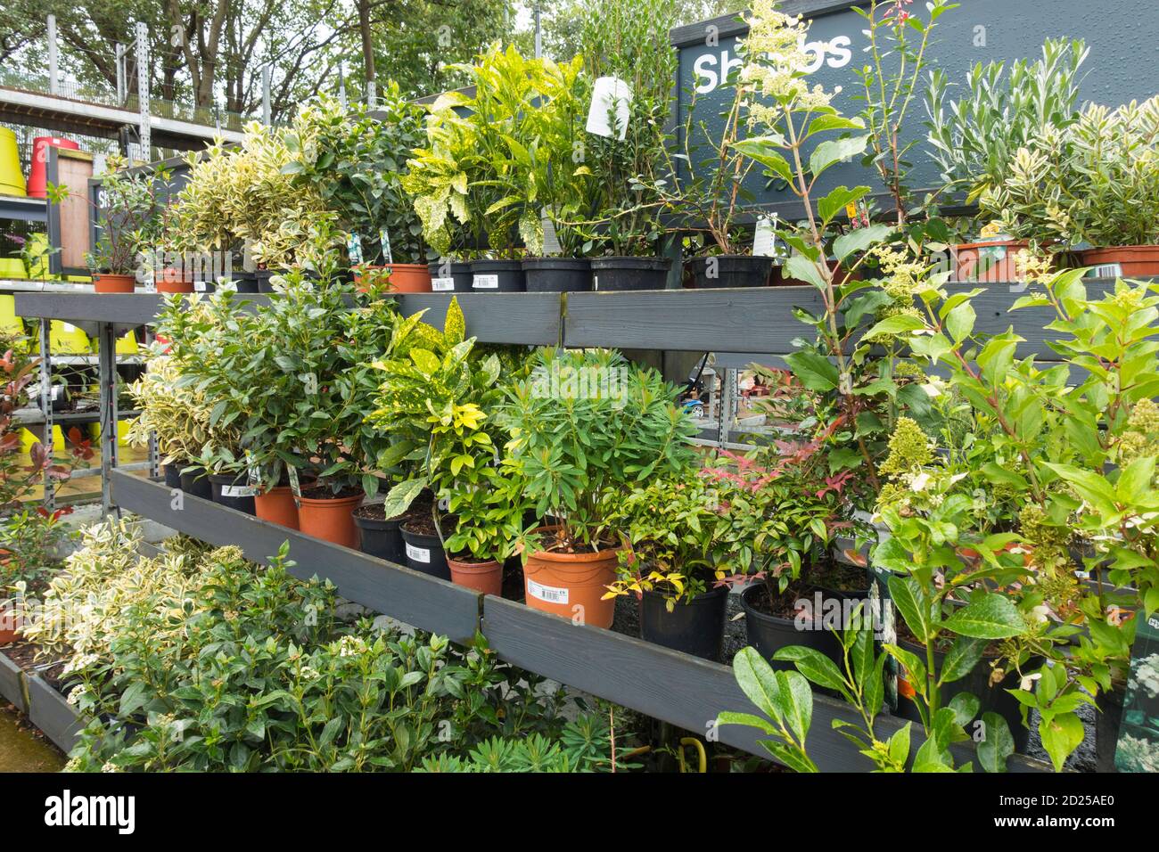 Various Shrubs for sale in a UK garden centre Stock Photo Alamy