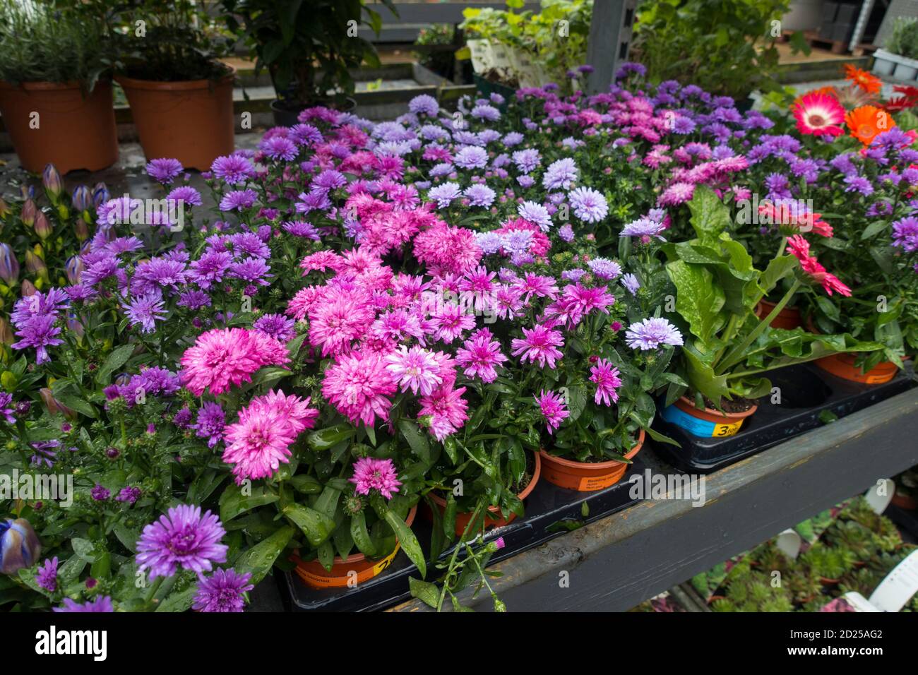 A selection of Aster plants in Garden Centre. UK. Stock Photo