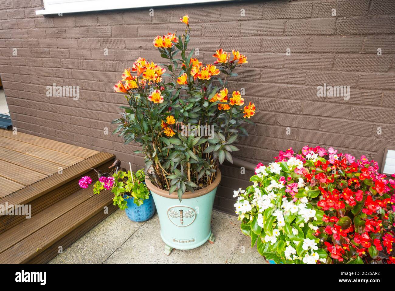 Tiger Lily plant (Liliium lancifolium) in a pot, England, UK. Stock Photo