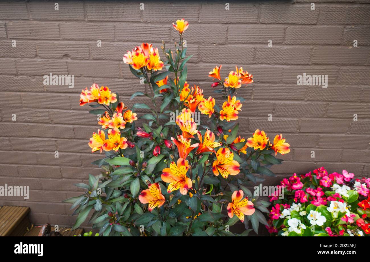 Tiger Lily plant (Liliium lancifolium) in a pot, England, UK. Stock Photo