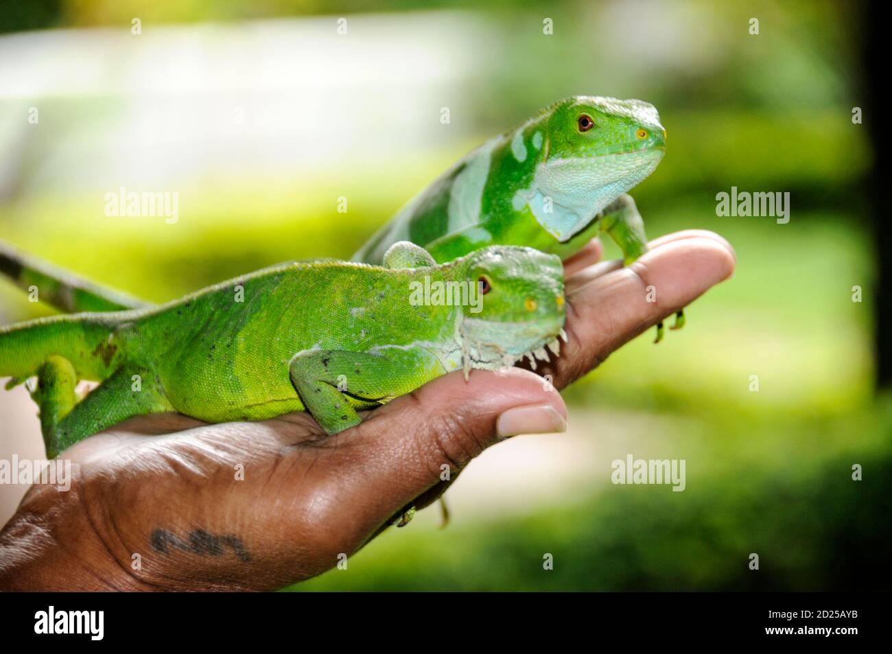 the-fijian-banded-iguanas-high-resolution-stock-photography-and-images