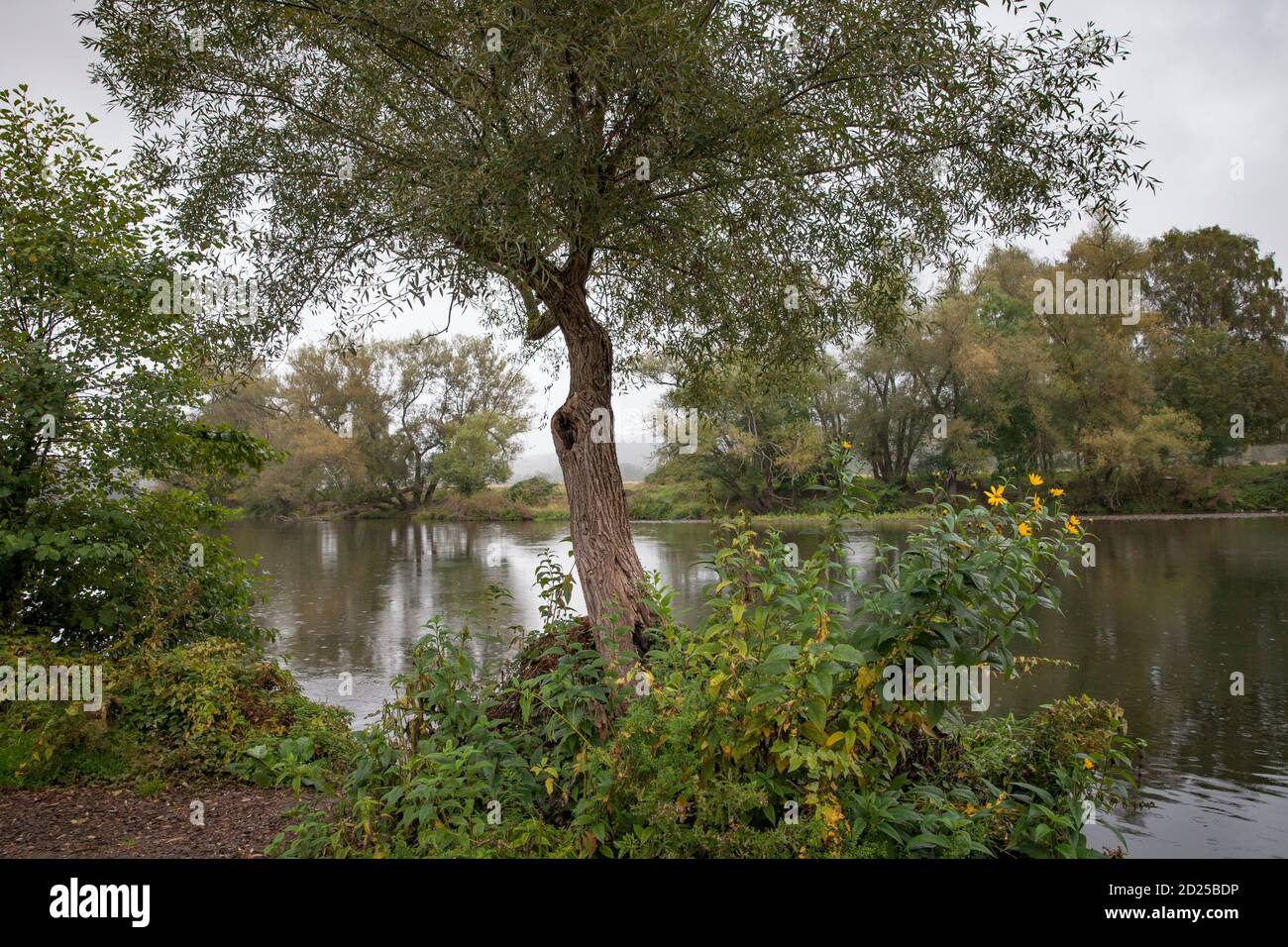 the river Ruhr near Wetter-Wengern, rainy day, Ruhr Area, North Rhine-Westphalia, Germany.  die Ruhr bei Wetter-Wengern, Regen, Ruhrgebiet, Nordrhein- Stock Photo