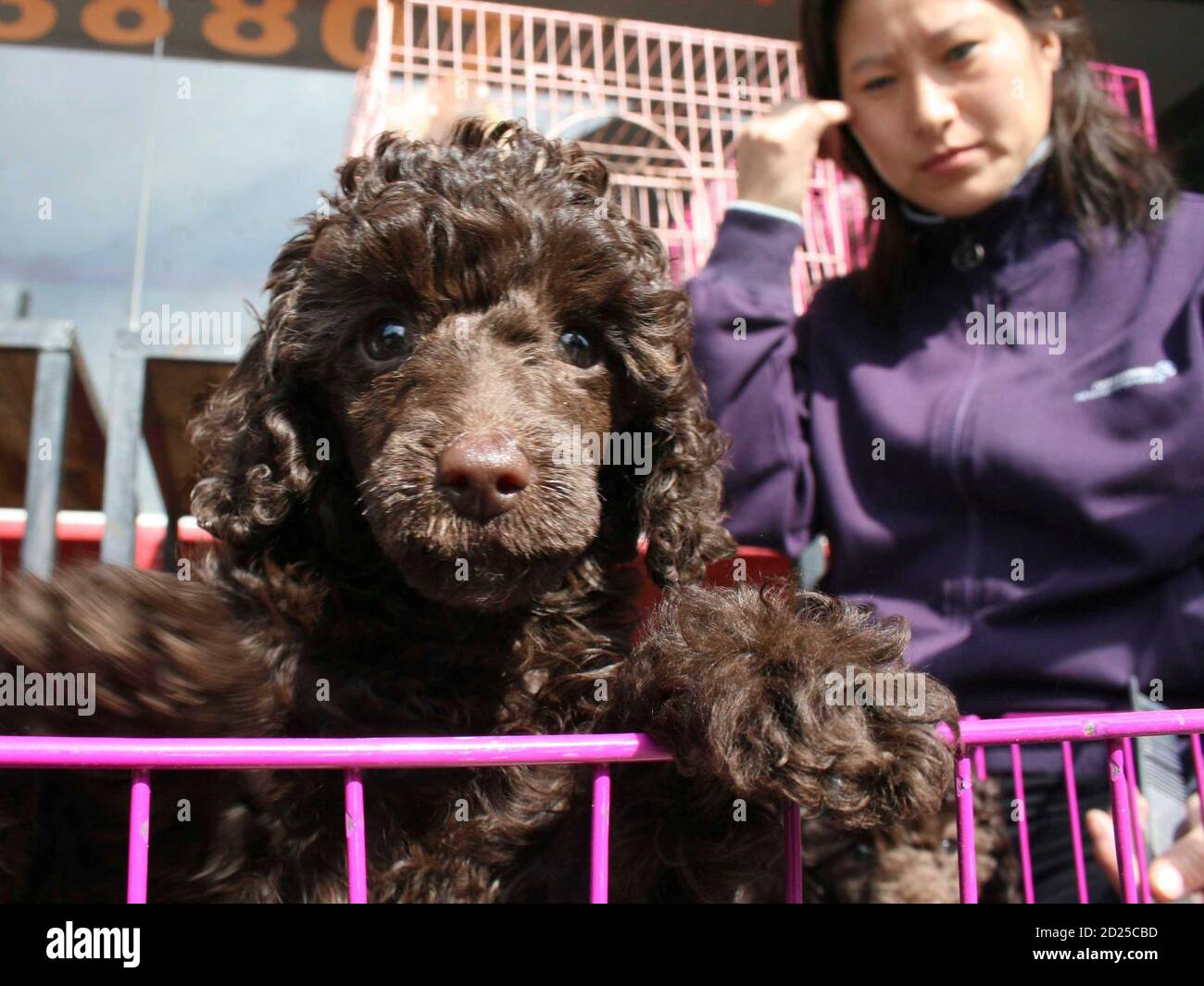 A brown poodle puppy looks over the bars of its cage as it waits to be sold at the Tongzhou dog market in Beijing October 11, 2008. The increasingly affluent China's post-1990 boom in pet dog ownership has seen exotic breeds from around the world displace old favourites such as the once ubiquitous Pekingese from Beijing city streets. Picture taken October 11.  REUTERS/Gil Murdoch (CHINA) Stock Photo
