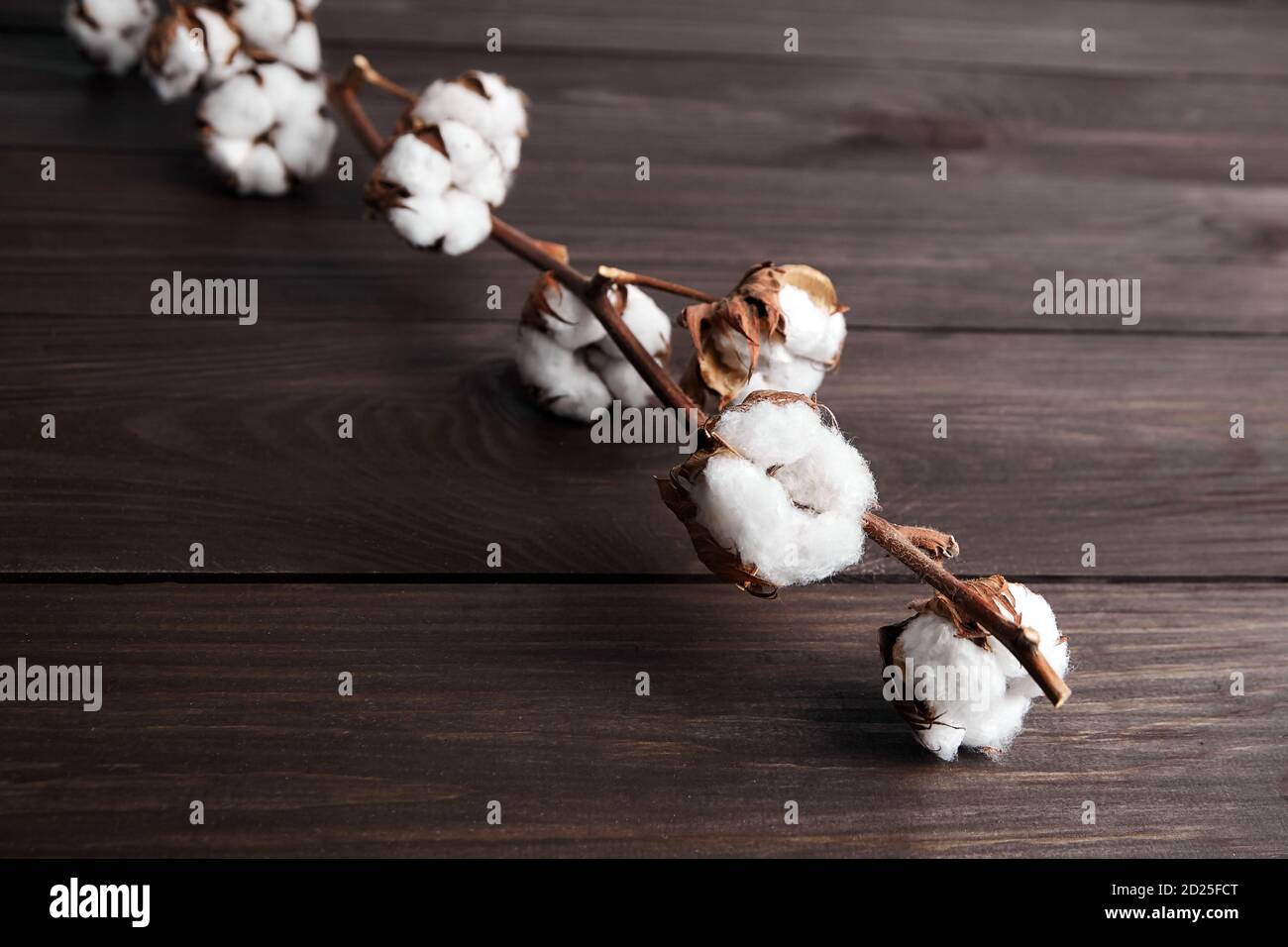 Cotton plant with white flowers on brown wooden background Stock Photo