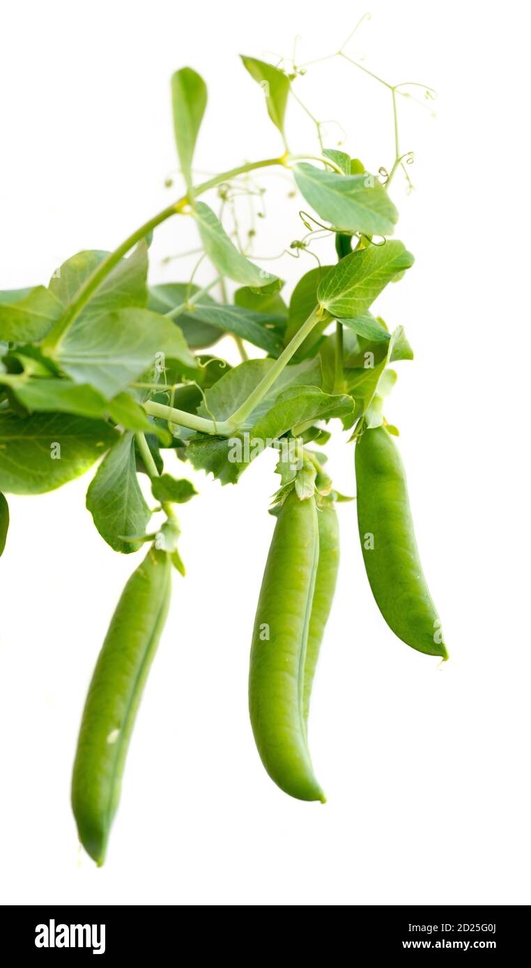 Isolated sweet pods of green peas with leaves. White background. Stock Photo
