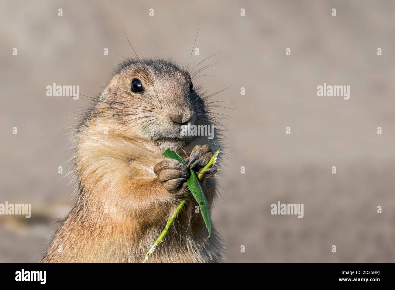 Close-up of black-tailed prairie dog (Cynomys ludovicianus) eating blade of grass Stock Photo