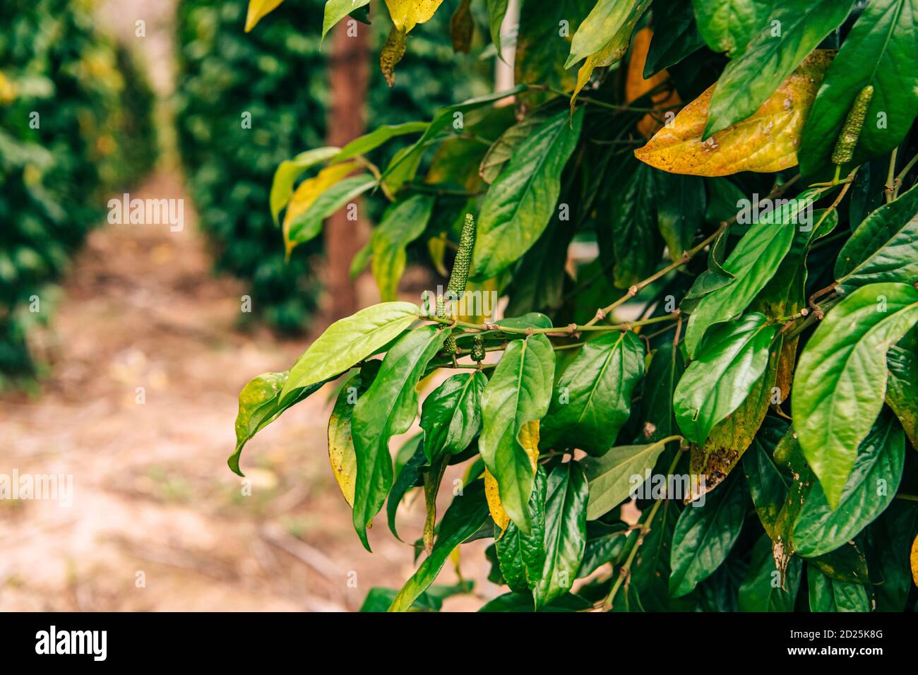 Kampot pepper grown and produced in Kampot Province Stock Photo Alamy