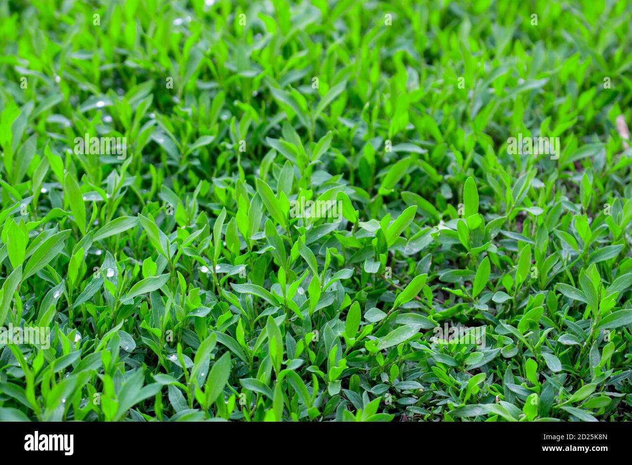 Polygonum aviculare lawn grass close up. Stock Photo