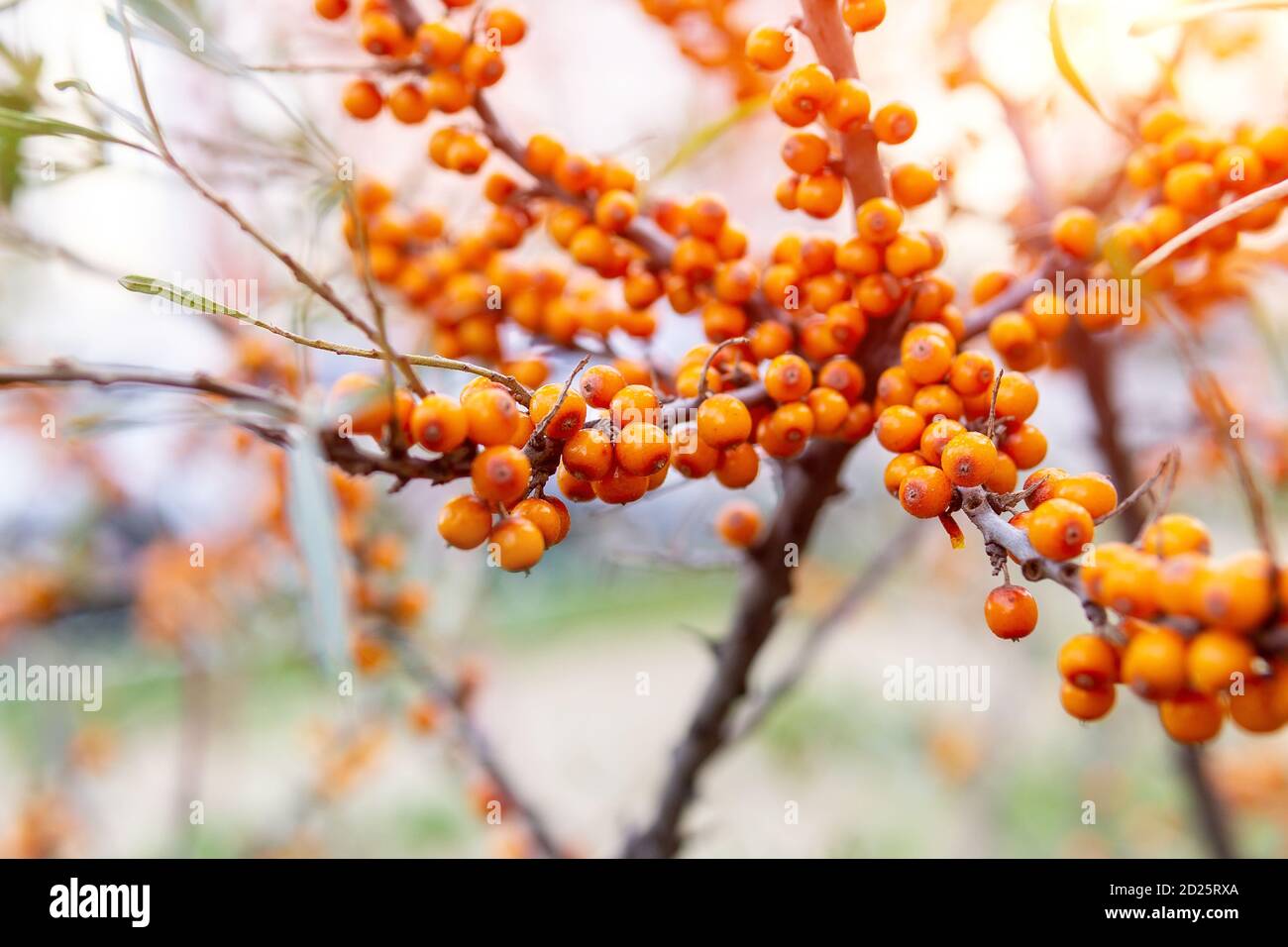 blackthorn family tree