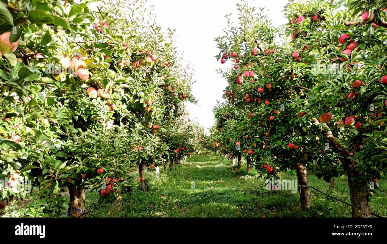 Apple trees in an orchard, with red apples Stock Photo - Alamy