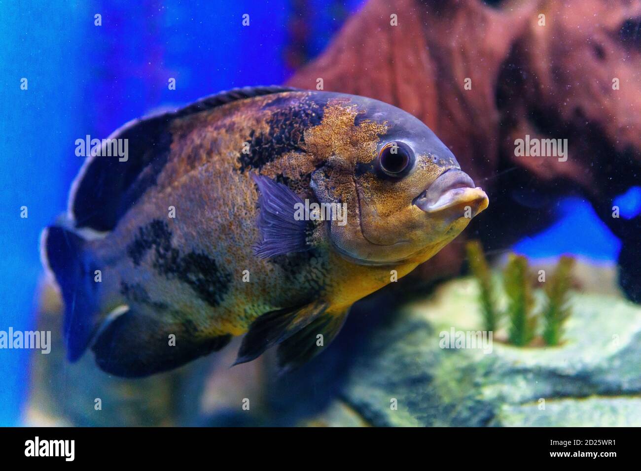 Astronotus ocellatus Tiger big fresh-water fish, South American cichlid Stock Photo