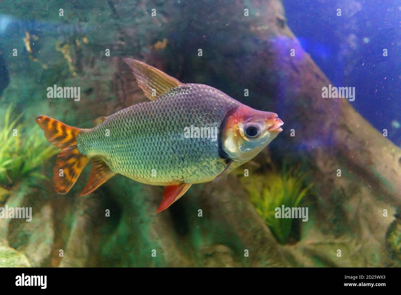 Long-nosed distichodus, or distichodus Lusso, or distichodus spinner, or the nose distichum large aquarium fish hailing from Africa Stock Photo