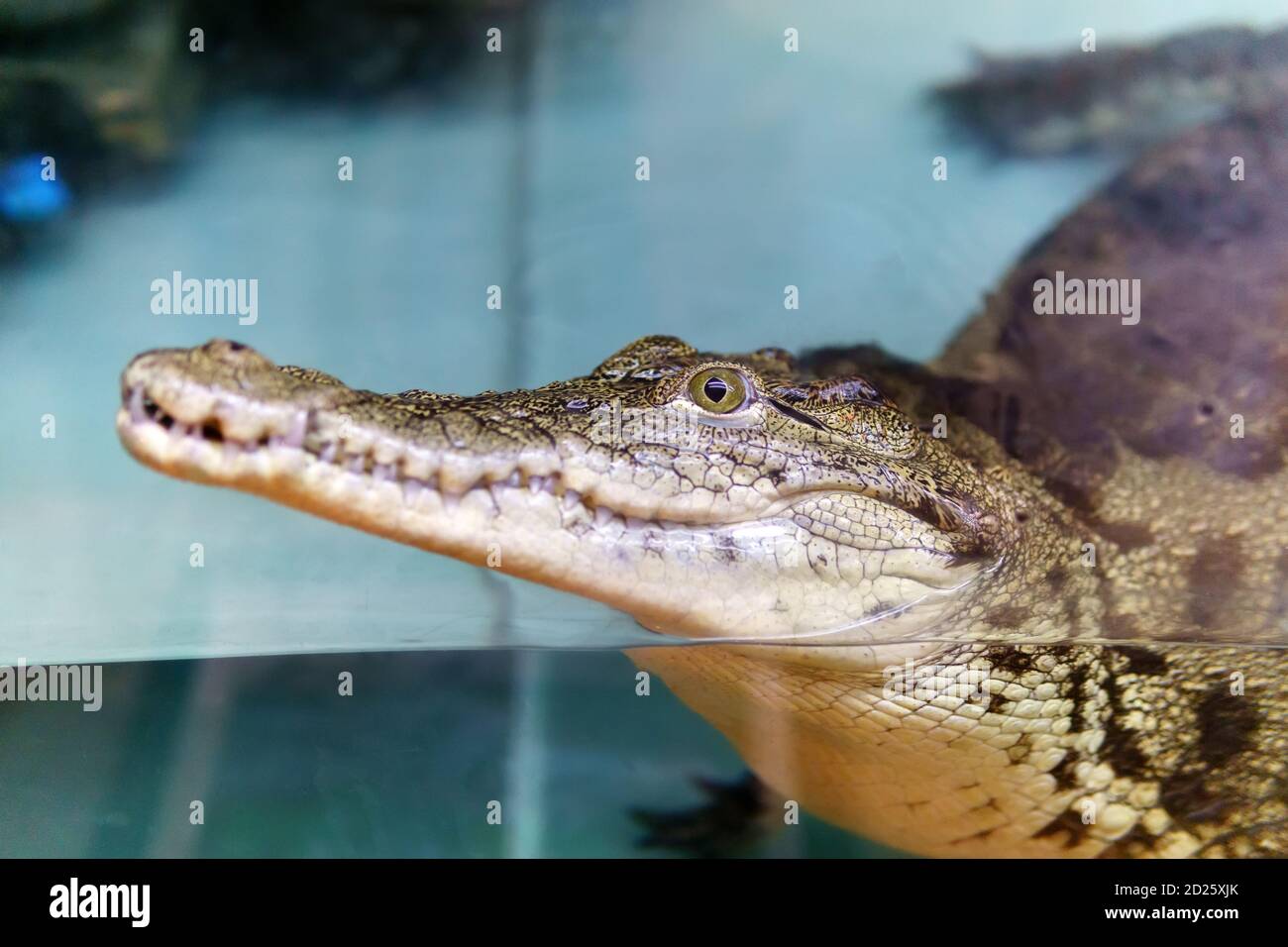 Crocodiles are large semi aquatic reptiles that live throughout the