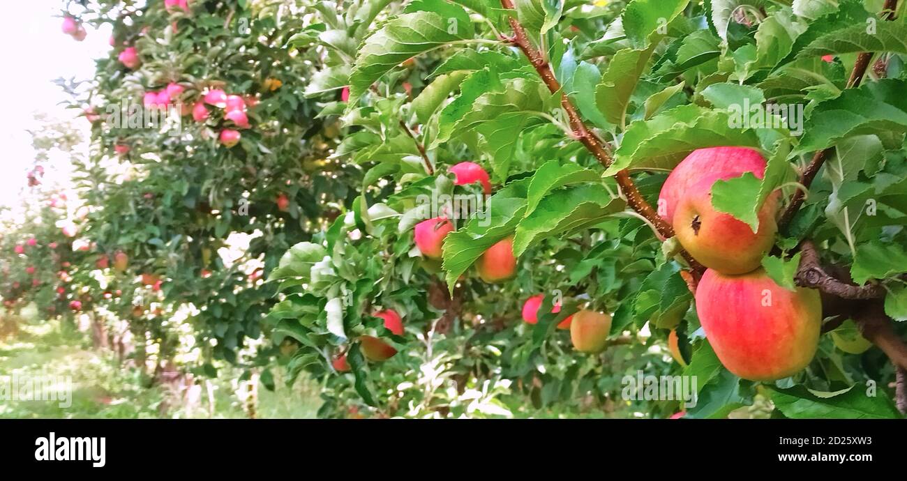 Apple trees in an orchard, with red apples ready for harvest Stock ...