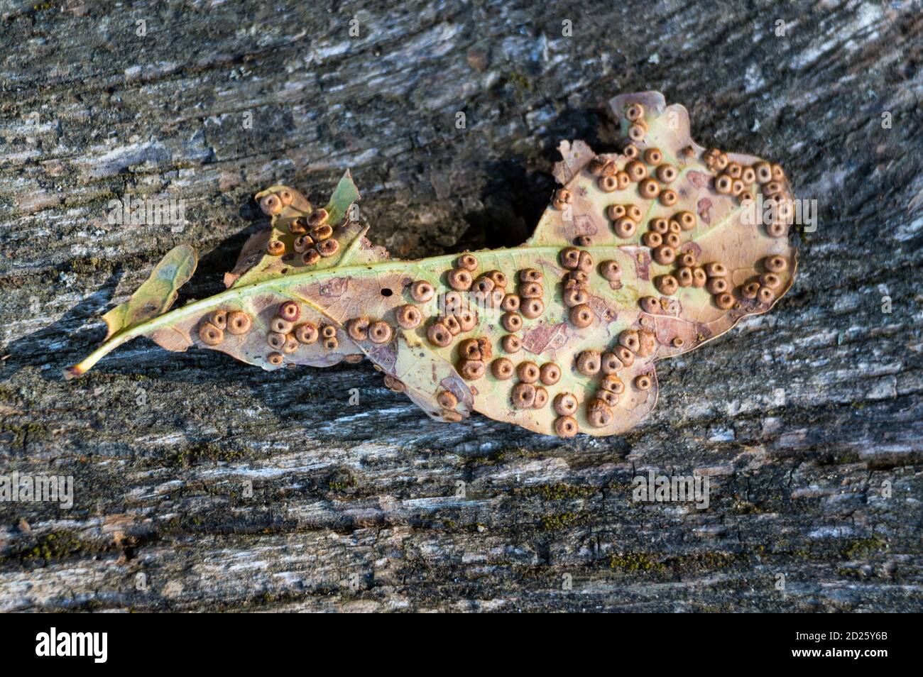 eggs of gall wasp Neuroterus numismalis below oak leave Stock Photo