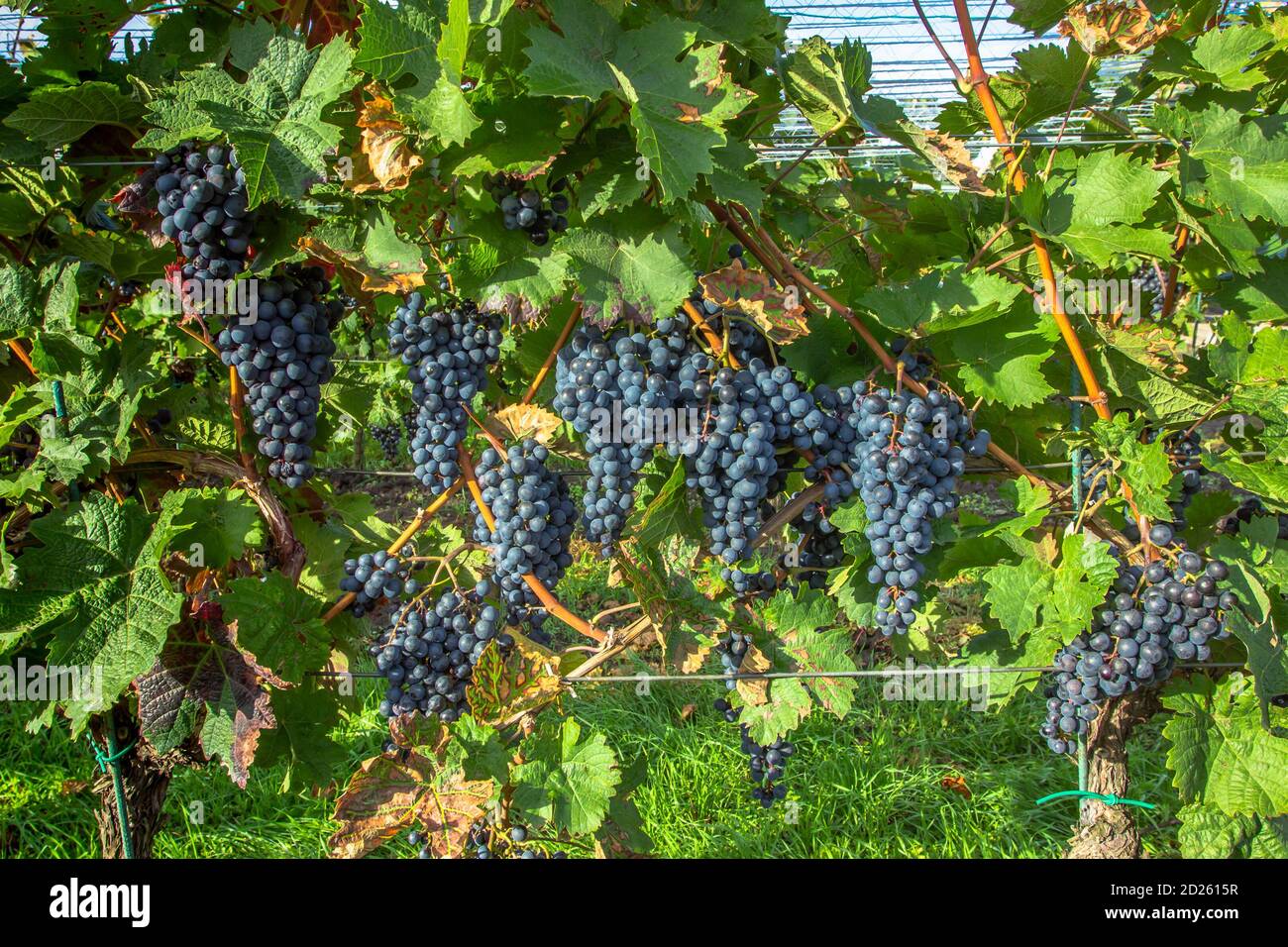 Detail of sweet organic juicy grapevine in autumn. Close up of fresh ...