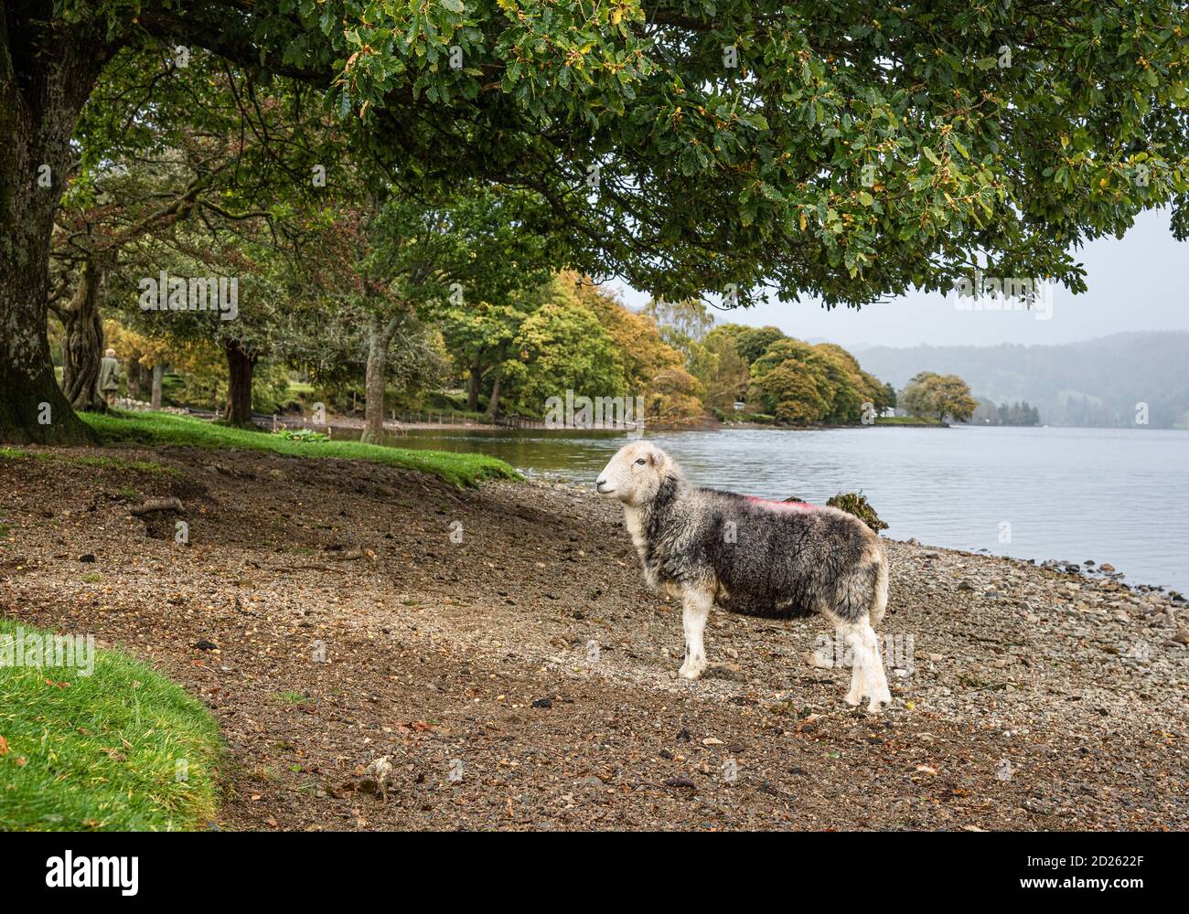 Coniston, Cumbria, UK. 6th Oct, 2020. A Herdwick ewe on the shore of Coniston Water where the Autumn colours are starting to show. Credit: John Eveson/Alamy Live News Stock Photo