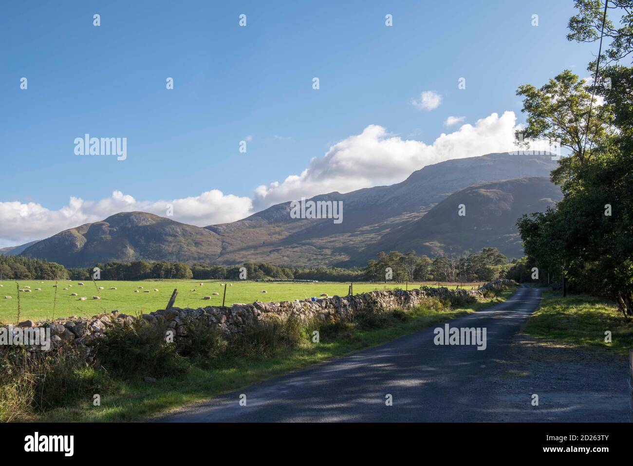 Quiet country road Scotland Isle of Mull on the Benmore Estate running between Loch na Keal and Loch Ba with the early morning sunshine Stock Photo