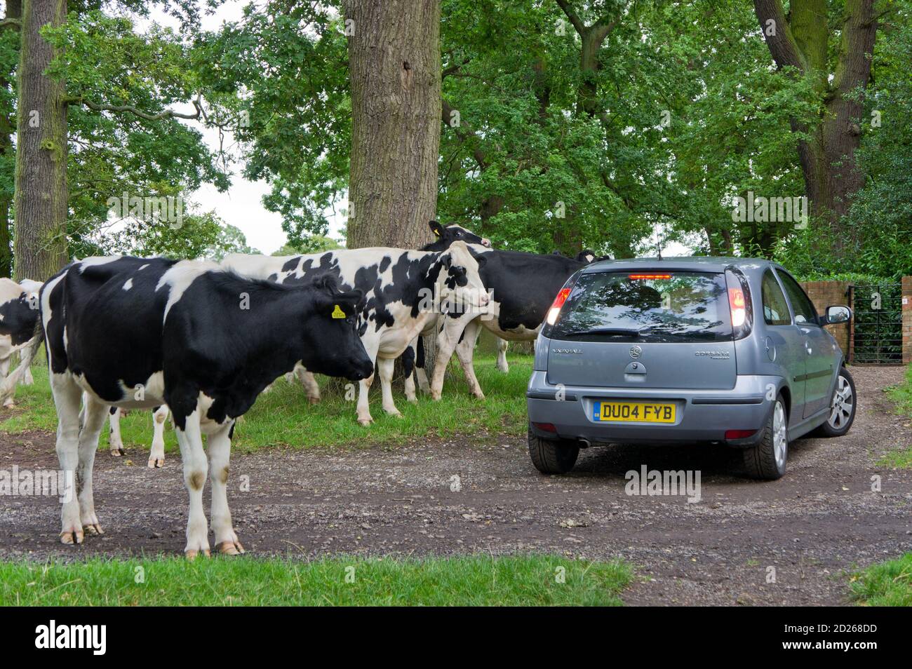 Herd of curious cows surrounding a motor car and preventing it from driving off, UK Stock Photo