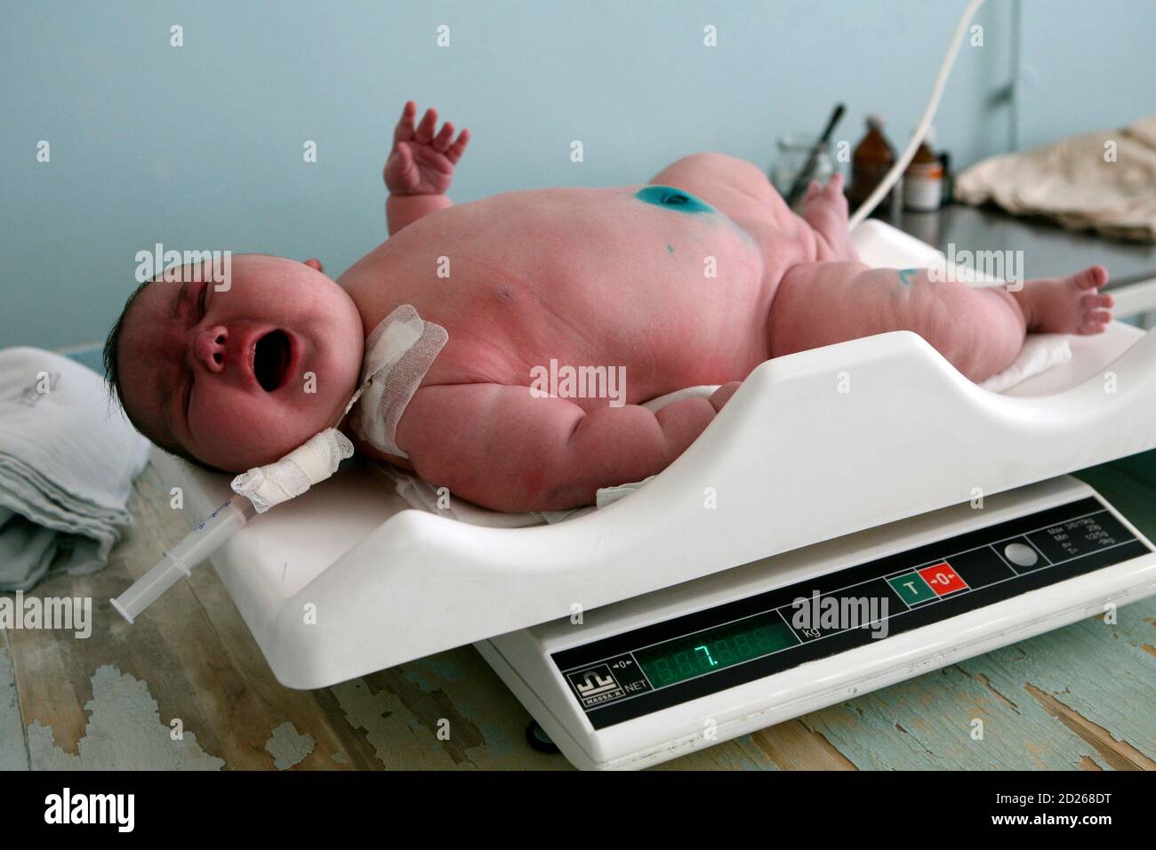 Baby girl Nadia, who weighed 7.75 kg (17.1 lbs) after birth, lies on a scale in the Siberian city of Barnaul September 26, 2007. One Siberian mother has done more than her fair share to heal Russia's dire population decline. Tatyana Khalina shocked her husband by giving birth to a 7.75 kg (17.1 lbs) baby girl this month, her 12th child. REUTERS/Andrey Kasprishin (RUSSIA) Stock Photo