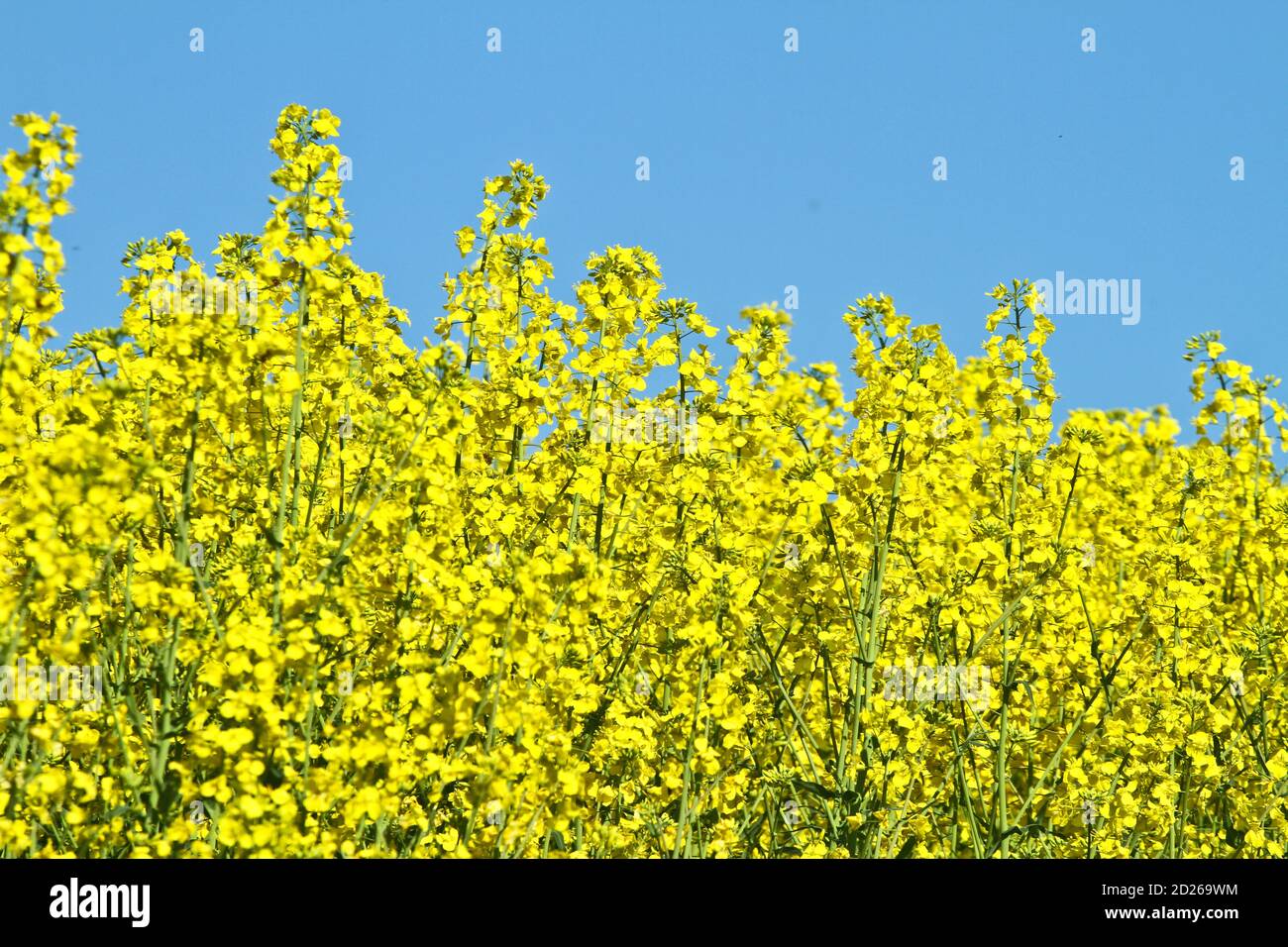 Yellow rapse field in denmark in spring Stock Photo
