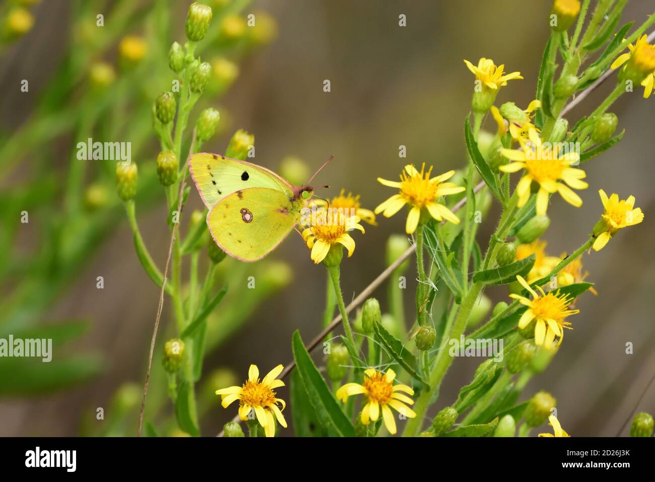 Clouded yellow butterfly (Colias croceus) on wild yellow flowers. Stock Photo