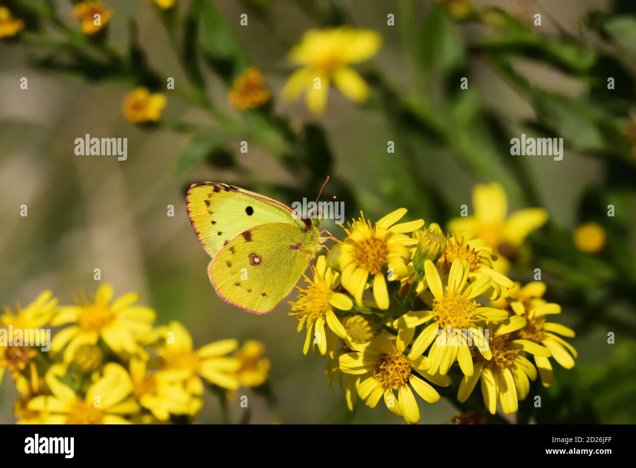 Clouded yellow butterfly (Colias croceus) on wild yellow flowers. Stock Photo