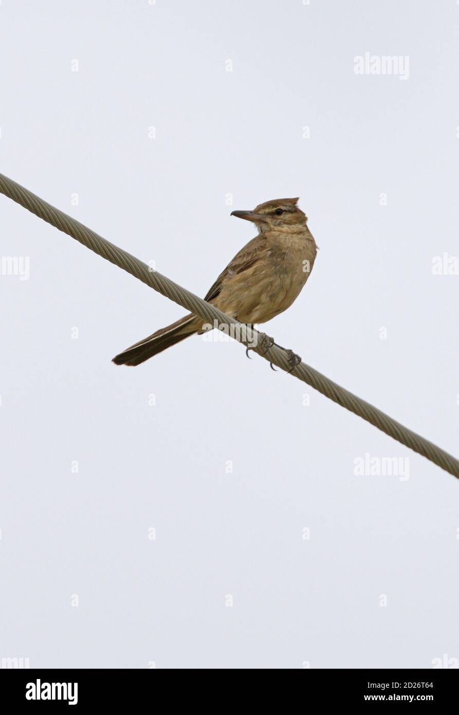 Black-billed Shrike-tyrant (Agriornis montana) adult perched on power line  Jujuy, Argentina              January Stock Photo