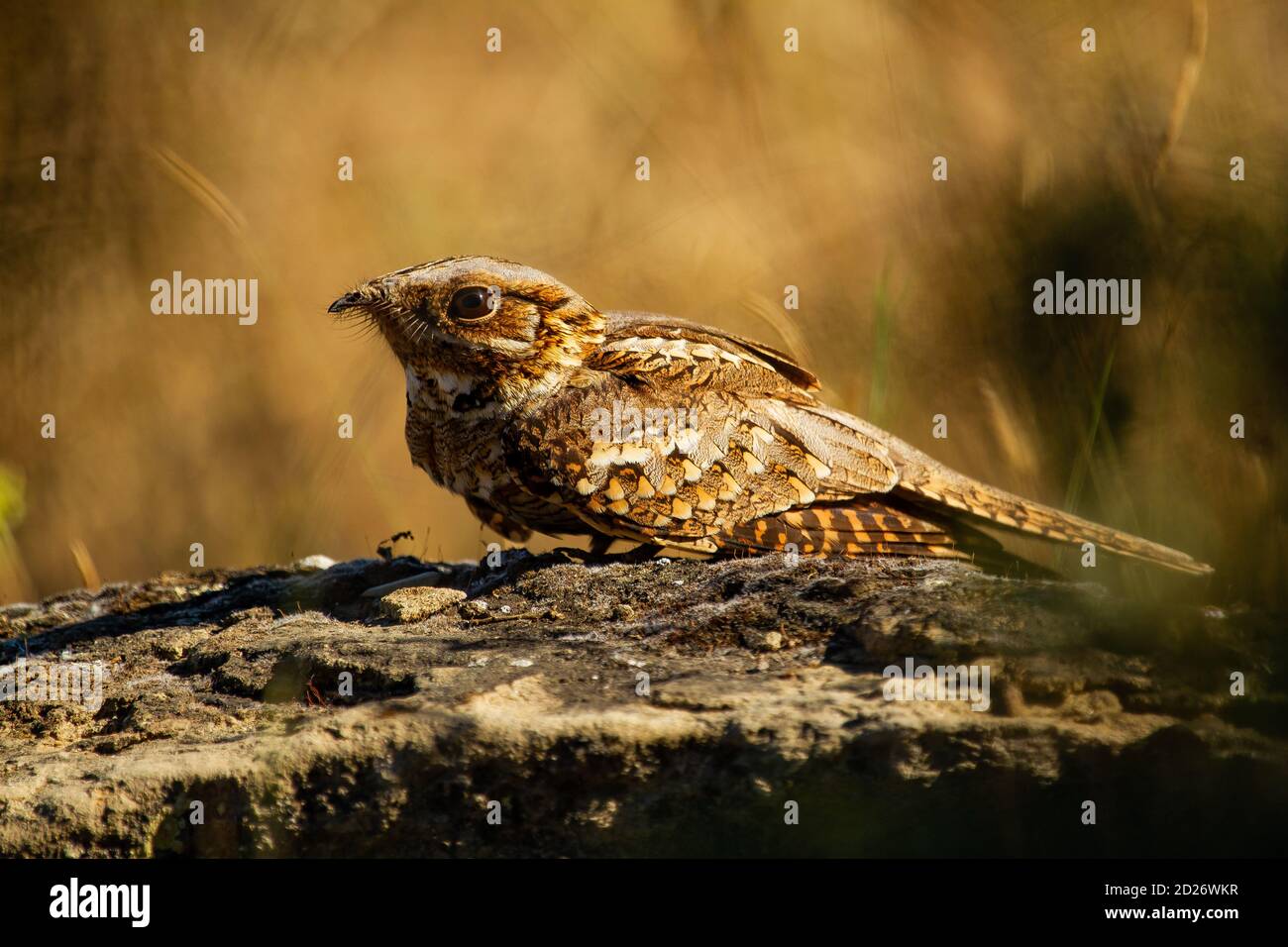 Closeup shot of a red-necked nightjar sitting on a rock Stock Photo