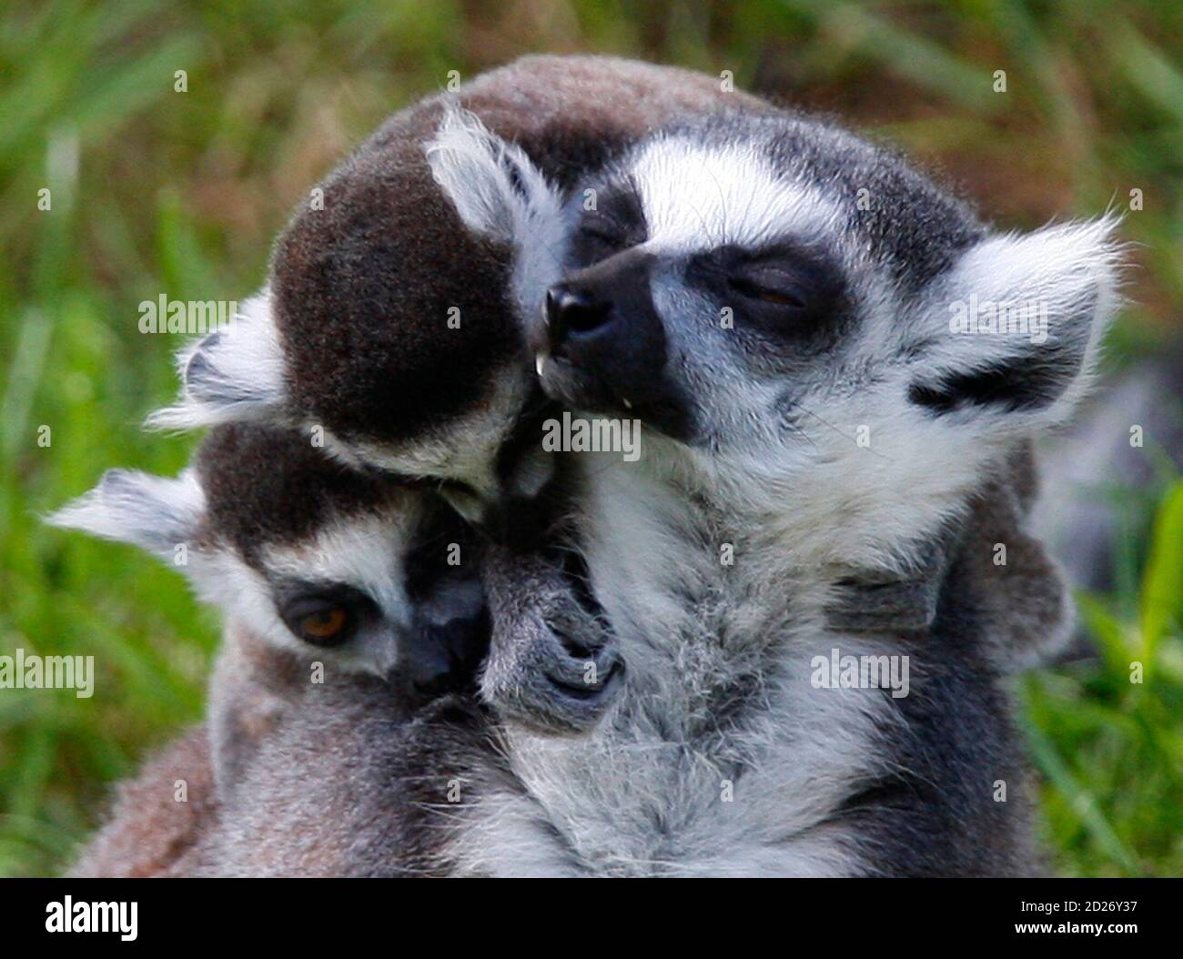 A family of Ring-tailed Lemur Cattas is seen at the Olmense zoo in Olmen  May 22, 2009. REUTERS/Yves Herman (BELGIUM ANIMALS SOCIETY Stock Photo -  Alamy
