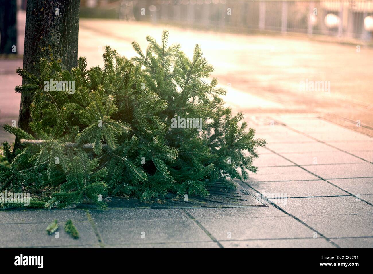 Discarded christmas tree after the Holiday on the sidewalk Stock Photo