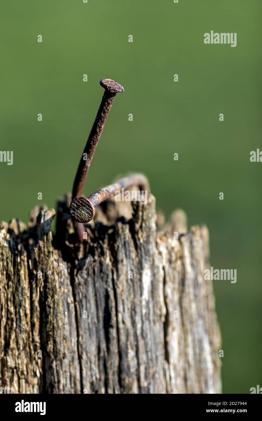 two old bent, rusty nails in a wooden post Stock Photo