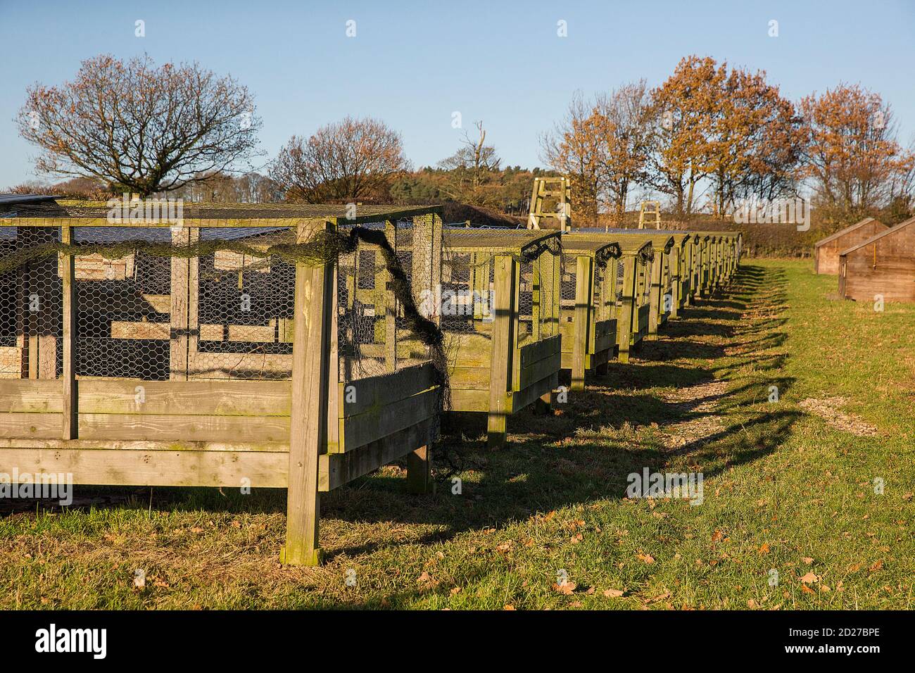 Game Rearing Pen on a driven pheasant shoot in North Yorkshire, England