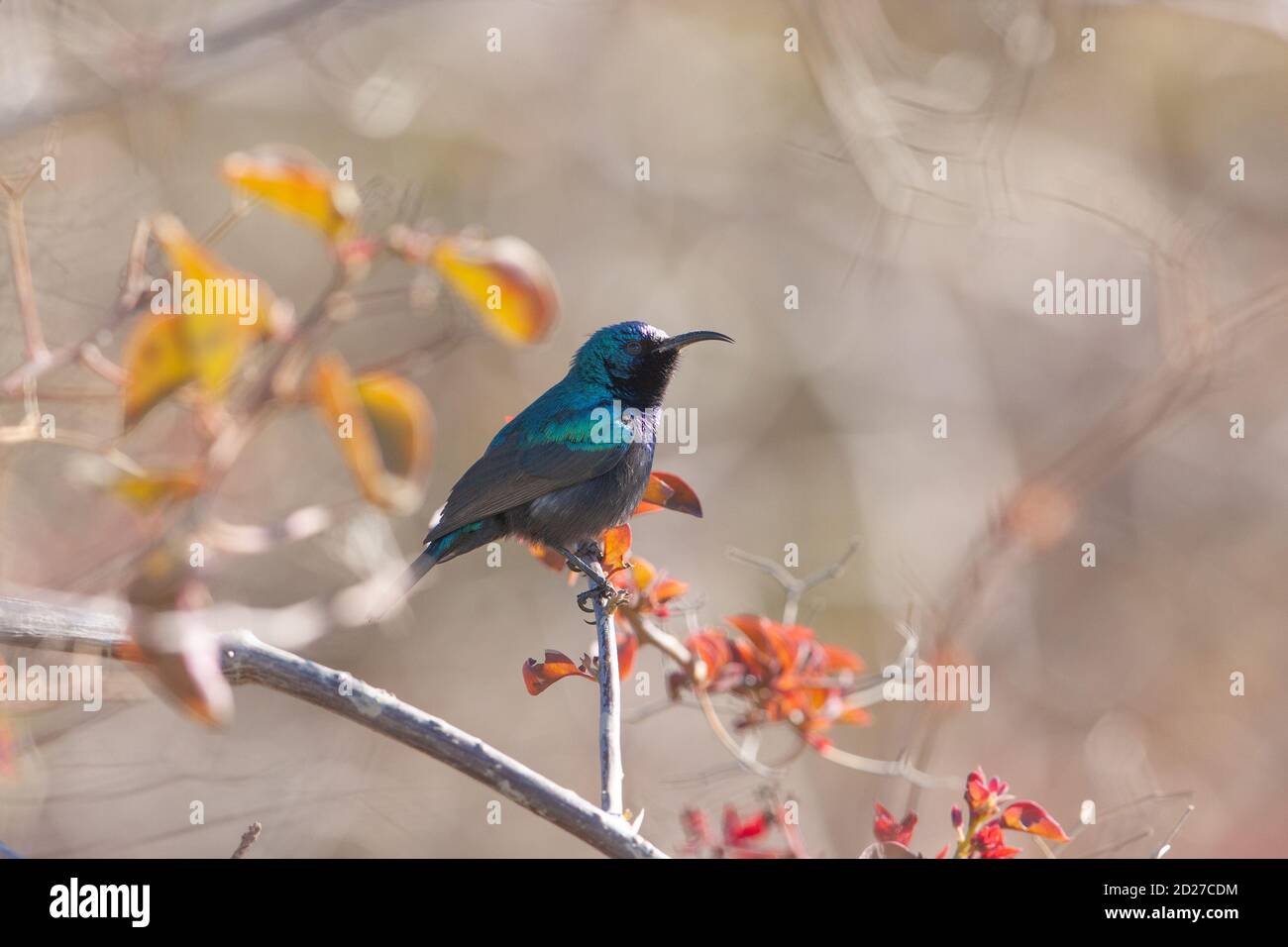 Male Palestine sunbird (Cinnyris osea) Stock Photo