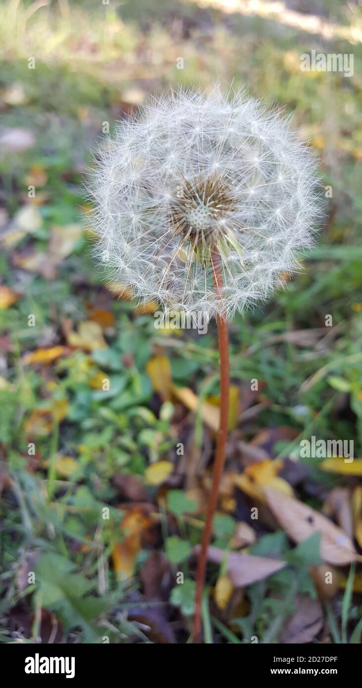 Closeup vertical shot beautiful hi-res stock photography and images - Alamy
