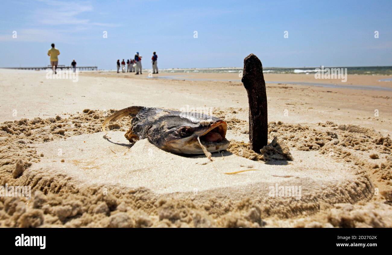 A Dead Fish Is Marked By Clean Up Crews On The Beach On Dauphin Island Alabama May 10 2010 Two Days After Tar Balls Washed Up Onshore Oil Workers Volunteers And The Military