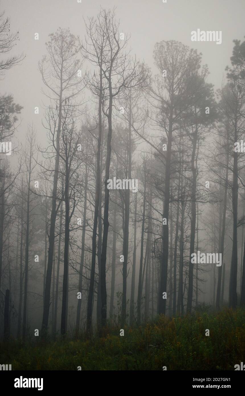 Vertical shot of a foggy forest Stock Photo