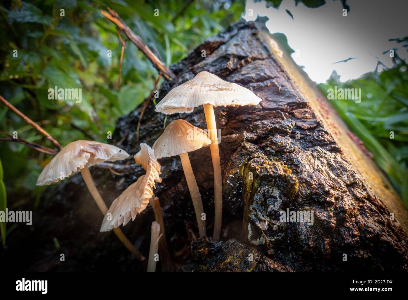 a group of tree mushrooms grows from a tree stump Stock Photo - Alamy