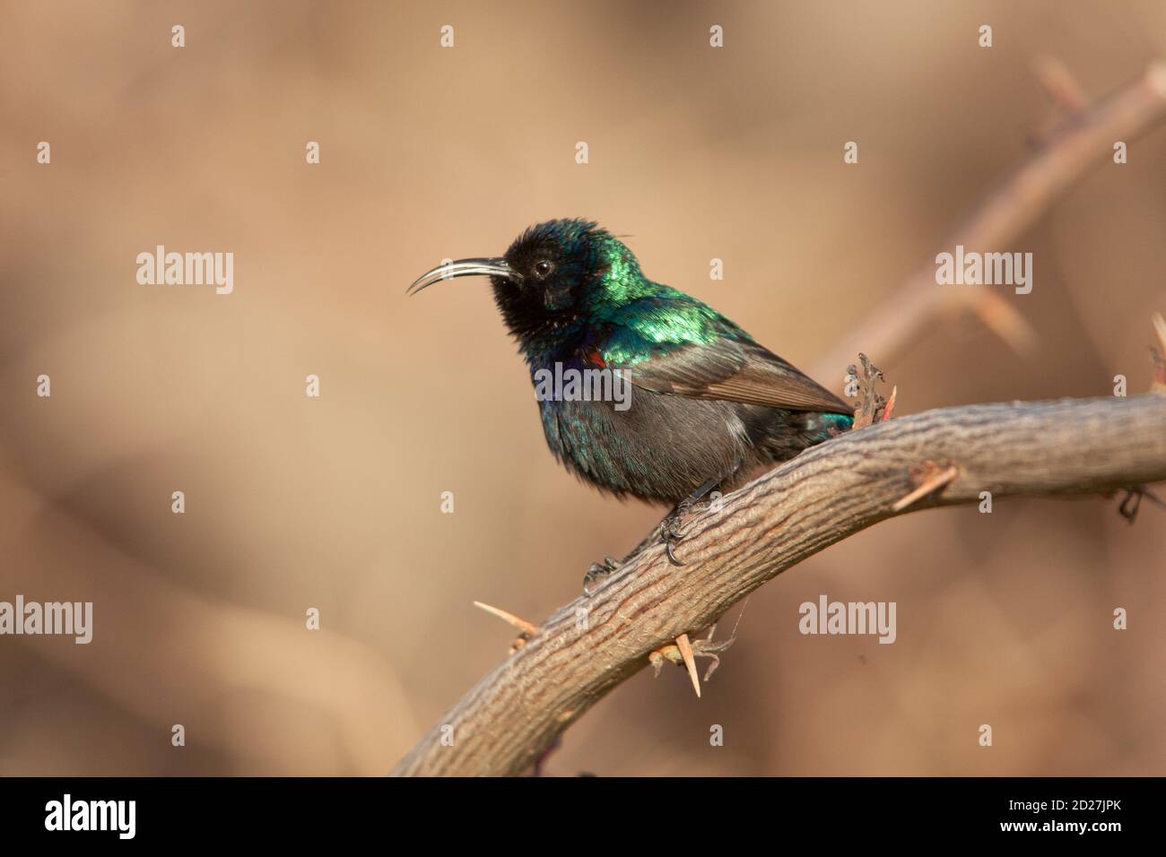 Male Palestine sunbird (Cinnyris osea) Stock Photo